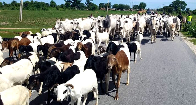FG Raises Alarm Over Deadly Cattle Disease